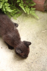 こねこ