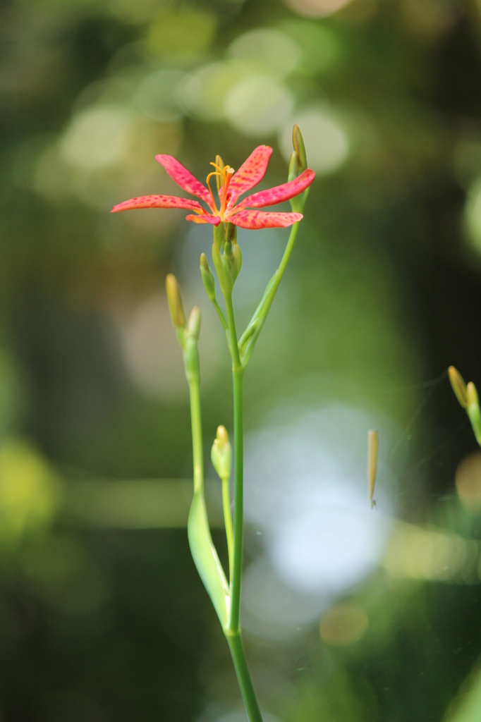 おすすめされたお花