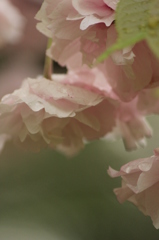 八重桜
