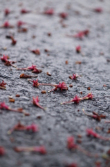 桜の樹の下で