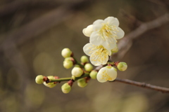 梅