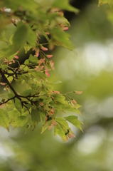 かえでみたいな実