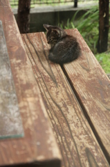 こねこ こねこ