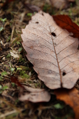 枯れ葉