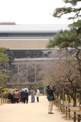 梅見＠縮景園