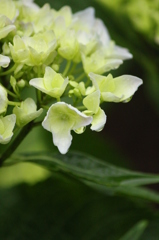 そまるあじさい