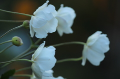 秋明菊