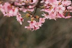 河津桜