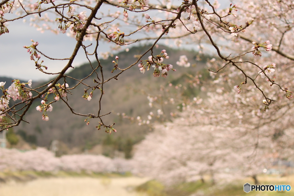桜