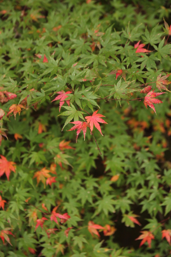 紅葉