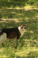 猫