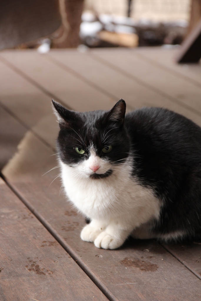 野良猫