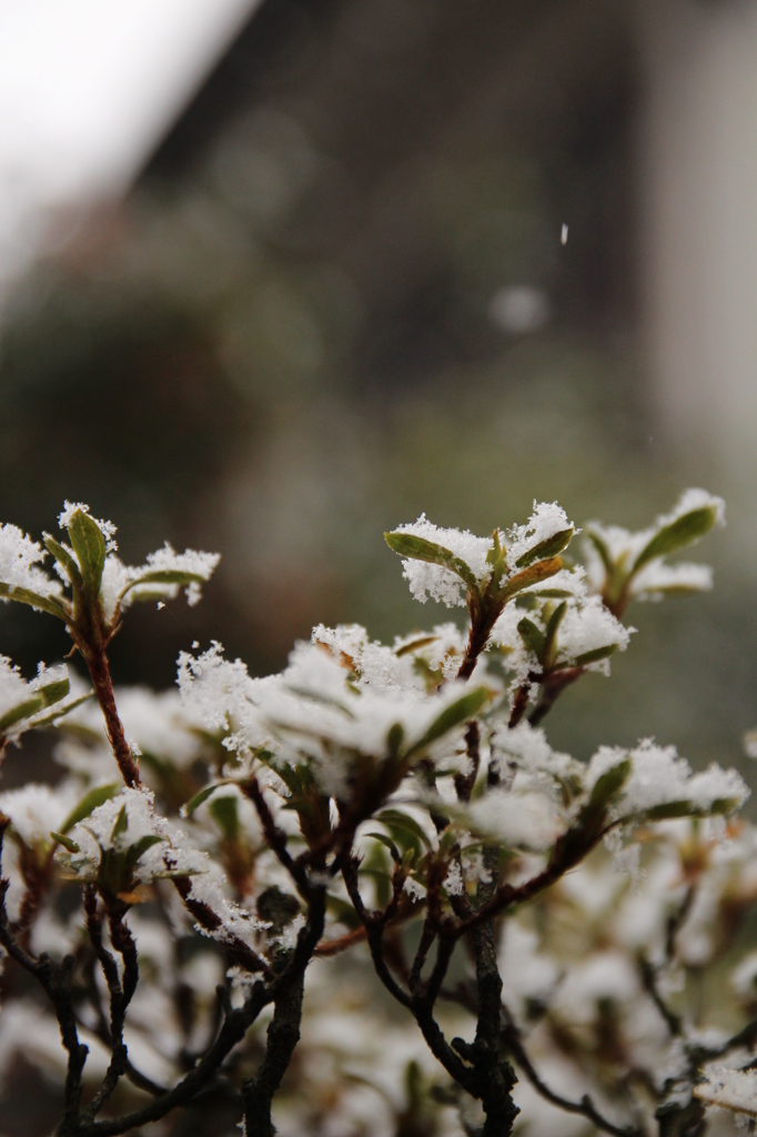 さつきゆきかんむり