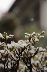 さつきゆきかんむり