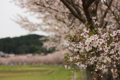 千本桜＠美波羅川