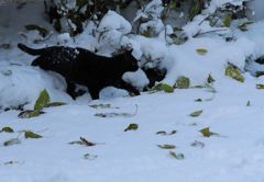 雪の日のおかあさん登場　2