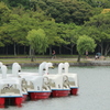 白鳥も待機