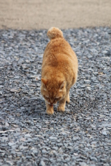 野良猫