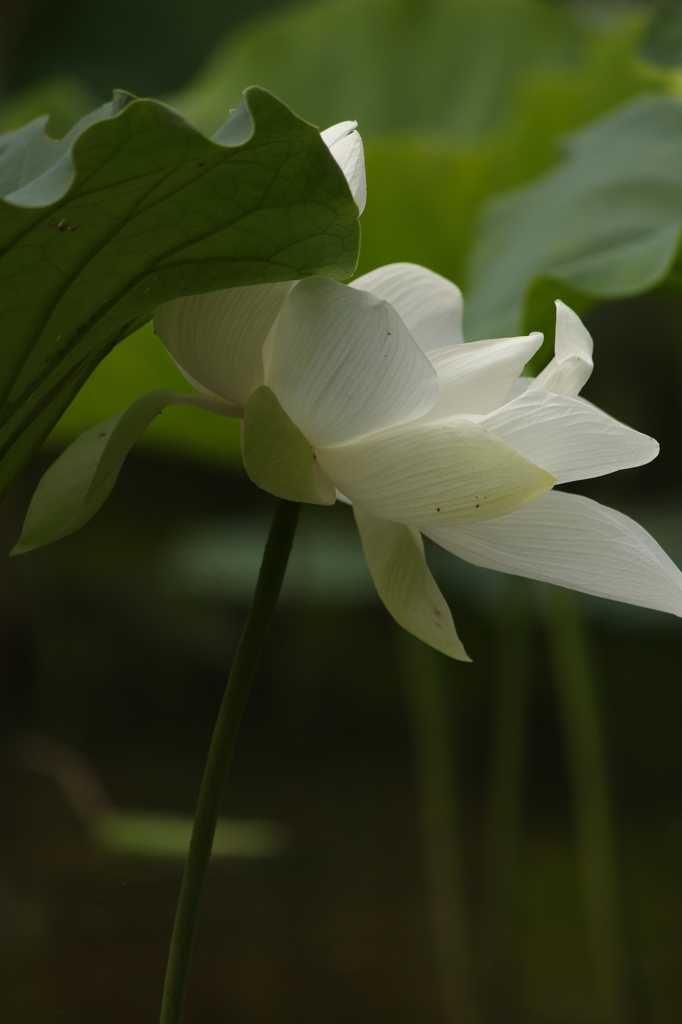 はす