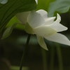 はす