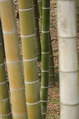 竹
