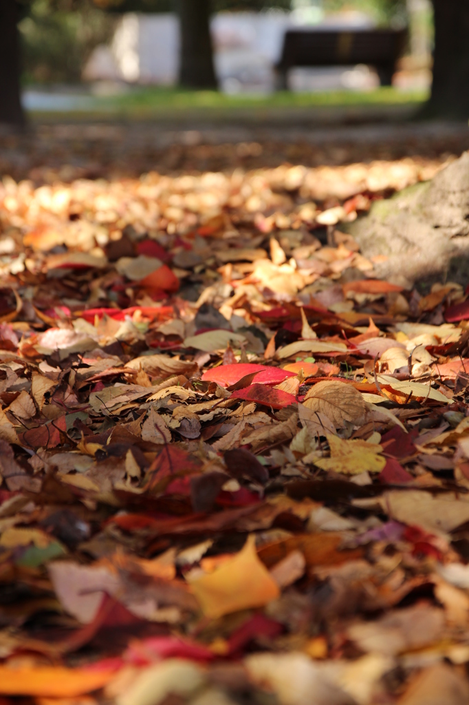 落ち葉