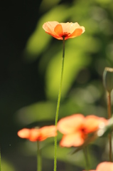花弁