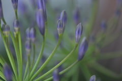 アガパンサス アガパンサス