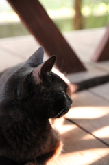 くろねこかあさん くろねこかあさん
