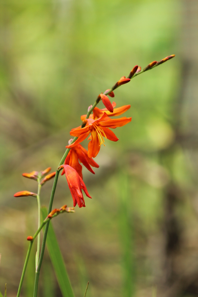 ヒメヒオウギスイセン