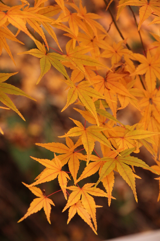 紅葉