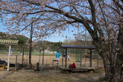 桜と野球