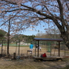 桜と野球