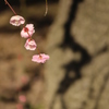 梅