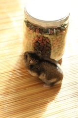 ごはんはここか。