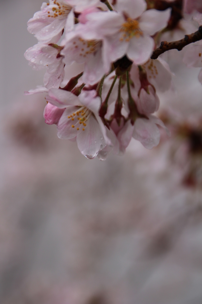 雨の日のさくら
