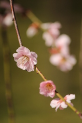 梅