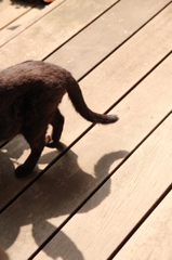 くろねこかあさん くろねこかあさん