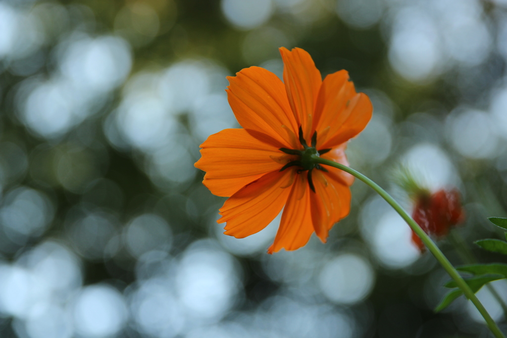 キバナコスモス