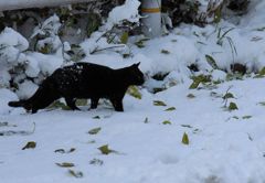 雪の日のおかあさん登場　3