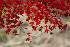 紅葉