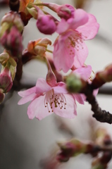 河津桜