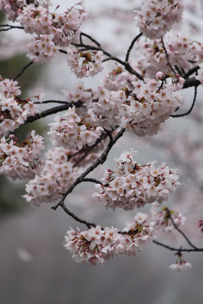 桜