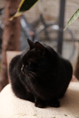 くろねこかあさん