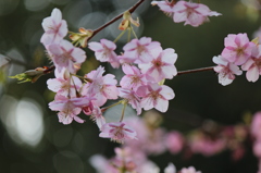 河津桜