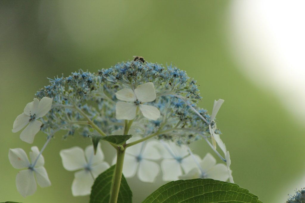 あじさい