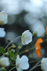 秋の花