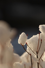 雪の日