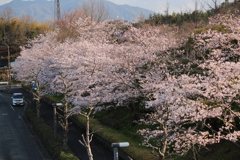 さくら