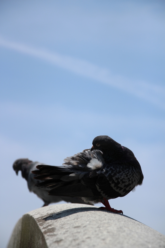 鳩